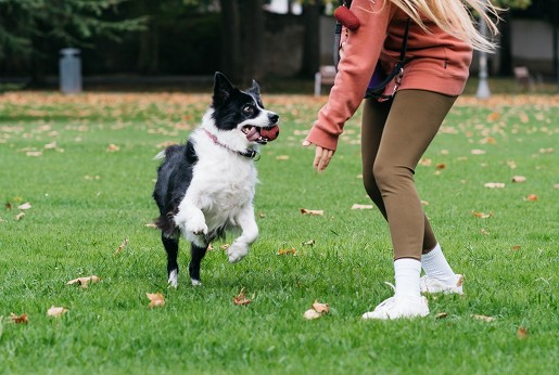 Age-related musculoskeletal changes in dogs