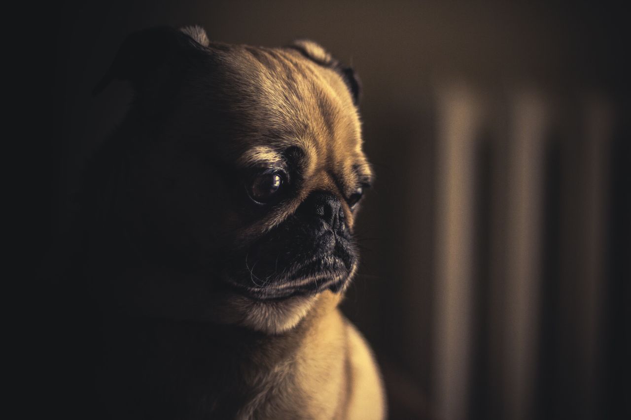 Sad dog